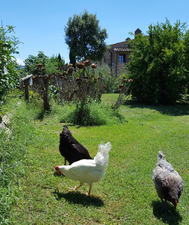 Podere Cunina Buonconvento Exteriör bild